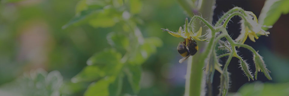 Erasmus Mundus Master Degree in Plant Health in Sustainable Cropping Systems