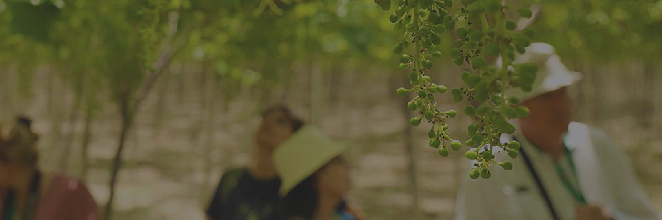 Learn from a team of experts and companies of the plant health sector