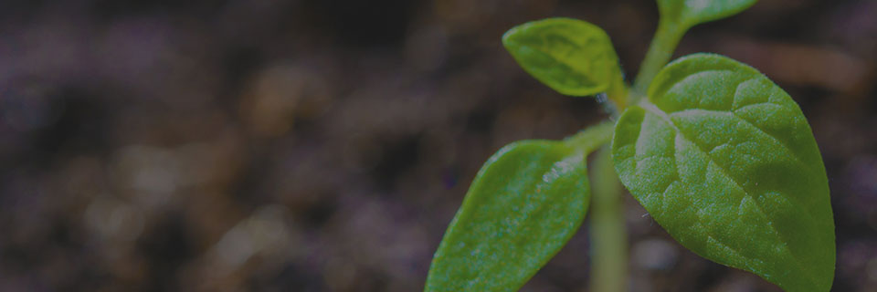 Towards the sustainable development of worldwide agriculture